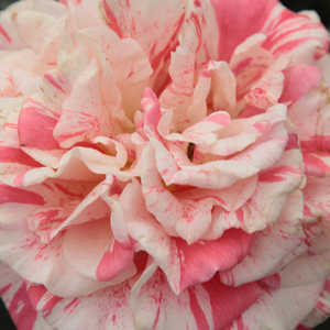 Поръчка на рози - Червено - Бял - Чайно хибридни рози  - без аромат - Pоза Пхилателие - Самуел Даррагх МцГредй ИВ - -